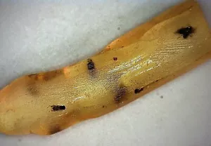 Pedazo de ámbar con insecto(s), en bruto 1 gr INDONESIA - Imagen 1 de 11
