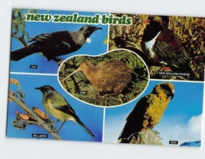 Postcard Birds of NZ - Picture 1 of 2