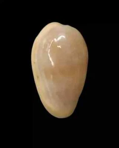 Muschel BULLATA LARGILLIERI Brasilien 19,2 mm # Ma25 - Bild 1 von 4