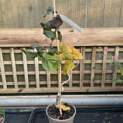 Corylus avellana 'Red Majestic' - Purple leaved Contorted Hazel 3ltr pot 60cm - Image 1 of 4
