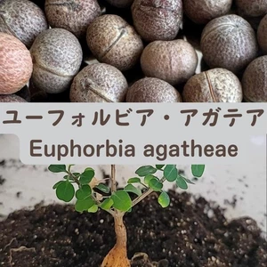 Euphorbia agatheae seeds20/50pcs - Picture 1 of 1