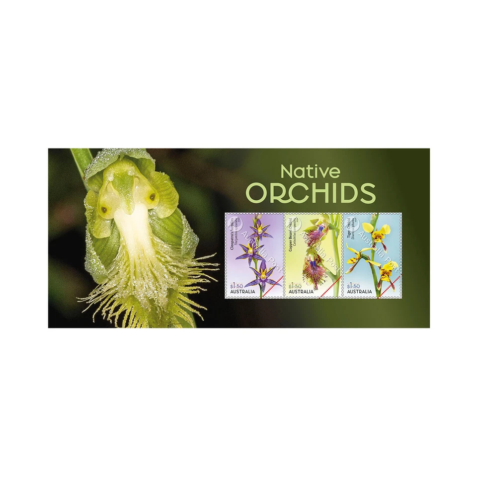 Australia - Native Orchids 2025 - Image 1 of 1