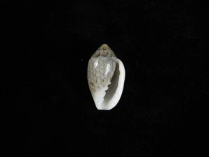 Sea Shell Marginella elephantina 17.6mm ID#9422 - Picture 1 of 2