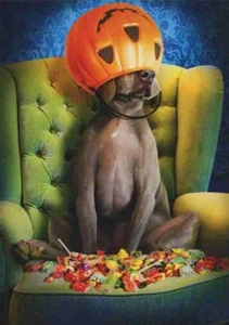 "Where's the candy?!" FUNNY Avanti Halloween Card WEIMERANER DOG in CANDY BUCKET - Picture 1 of 2