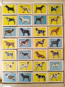 Dogs Dreed Soviet Full Set Matchbox 28 Teile Kennel Laika Collie UdSSR - Bild 1 von 12