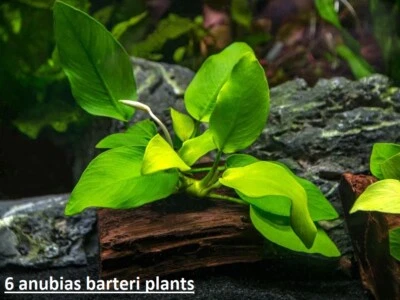 6 Medium Anubias Barteri plants Easy Aquarium aquascaping planted tank low ligh