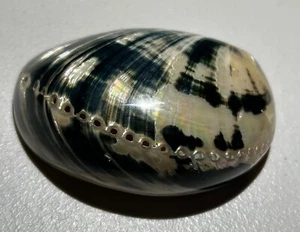 Schöne schwarze und beige Abalone Muschelschnalle, ca. "3,5"" x 2,5"" x 0,75""" - Bild 1 von 8