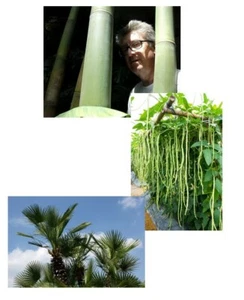 SAMEN Samen für drei Mega-Sorten: Meterbohne, Hanfpalme und Riesenbambus im Gar - Bild 1 von 1