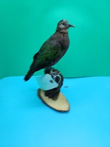 Paloma esmeralda elevada cautiva BMA55 (Chalcophaps Indica) taxidermia de montaje de aves - Imagen 1 de 6