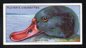 THE SHELDRAKE 1929 JOHN PLAYER CIGARETTES CURIOUS BEAKS #42 EXMT NICE CORNERS - Picture 1 of 2