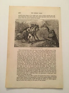 K85) Veduta di Cacciatore Combattere Orso Grizzly Regno Animale 1870 Incisione - Foto 1 di 1