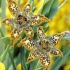 Ferraria crispa (Starfish Iris) x 3 corms