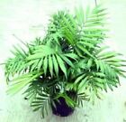 Berg-Palmen Bäume Pflanzen für innen groß bildet Ableger Zimmerpflanze Samen Set