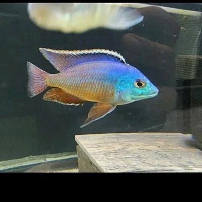 3" Male Red Empress (Protomelas taeniolatus) Africans Cichlid Fully Colored - Image 1 of 3