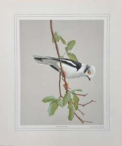 Vintage Helmet Shrike Bird Print 14x12 Wall Art, Ornithology, Bird Lover Gift - Picture 1 of 5