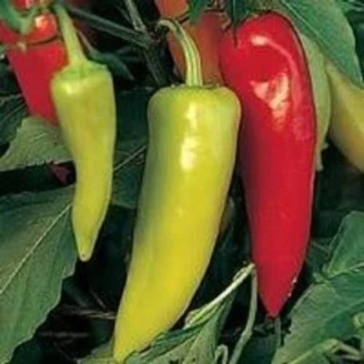 SEEDVILLE USA 300 HUNGARIAN HOT Wax PEPPER (Hot Banana Pepper) Capsicum Annuum Vegetable Seeds