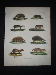 Tierdruck antik - London - um 1800 - Madagaskar Ratte - Deko Wohndeko  - Bild 1 von 1