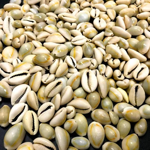 Polished Gold Ring Cowrie Sea Shells Premium Quality 25 Gram Bag for Crafting - Picture 1 of 9