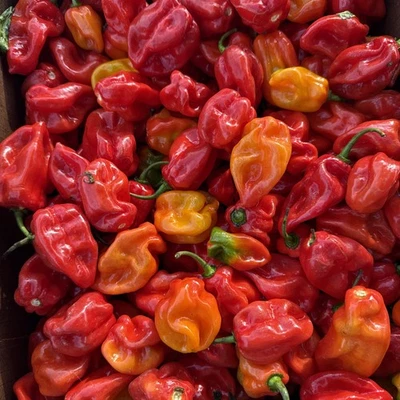 OUR OWN GROWN 60 FRESH PICKED Multicolor Habanero. Hot Peppe small batch, homegrown Organic!!