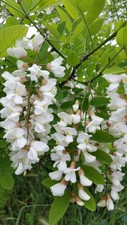 ROBINIA PSEUDOACACIA 50 semi Gaggia Robinia Black locust false acacia