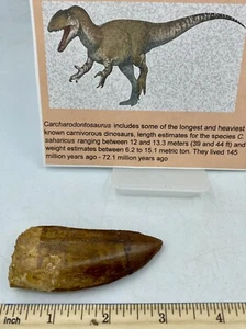 Tyrannosaurus T REX 3"" afrikanischer Carcharodontosaurus ECHT F0SSIL R3 - Bild 1 von 5