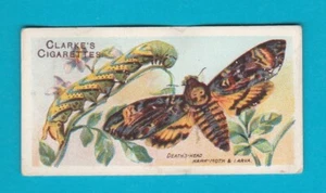 MARIPOSAS Y POLILLAS - TARJETA NO. 6 - Mundial. CLARKE & SON - 1912 - Imagen 1 de 2