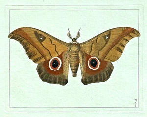 Very Rare 1782 Dru DRURY Vol.3 Pl 24 Big SATURNID SILK MOTH HC Copper Plate XXIV - Picture 1 of 8