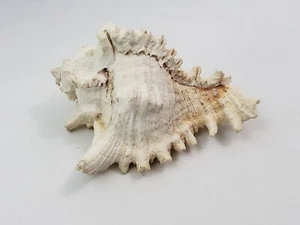 Vintage Small Murex Ramosus SeaShell 7.9 oz Excellent condition - Picture 1 of 12