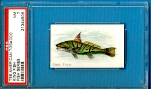 1910 T58 American Tobacco Fish Series - King Fish Psa 7 (Pop 1 - 0 Higher) - Picture 1 of 2