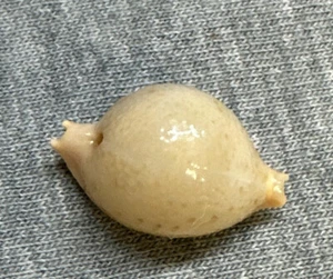 Cypraea cicercula (Chick-pea Cowrie) 19.8mm !!! - Picture 1 of 3