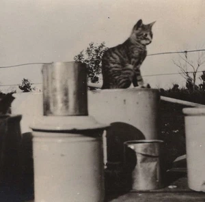 1930s Artistic View Adorable Tabby Cat Metal Buckets Country Kitchen Farm Life - Picture 1 of 3