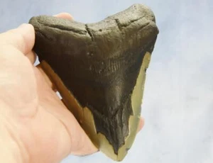 Megalodon Shark Teeth XLG Real FOSSIL 5 - 24 million year old 140mm 5.5" 646dd - Picture 1 of 15