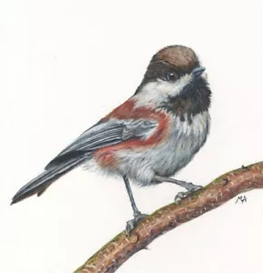 ORIGINAL Chestnut Backed Chickadee Bird Painting by Mila Ansell 190×200mm - Picture 1 of 2