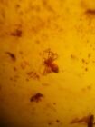 Burmese Amber 100 million year old insect nest- Spider And Flys