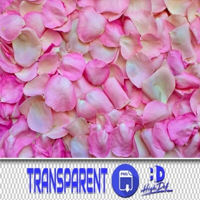 500 FLOWER PETALS TRANSPARENT PNG FILES PHOTOSHOP OVERLAYS BACKGROUND BACKDROP - Image 1 of 4