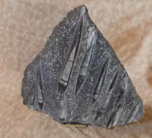 Orthoceras Fossil Plate 11 lbs 10 oz Prehistoric Sea Creature Fossil 15 x 15 - Picture 1 of 24