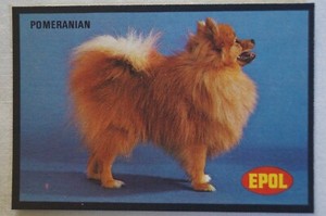 Dogs Vintage 1974 Epol Animal Feeds Colour Collector Card - Pomeranian