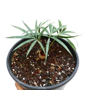 Cycas chevalieri 'Dak Rong, Vietnam' CA88 - - Cicade di Chevalier | Sago di Che - Imagen 1 de 5