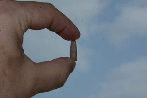 Mini Donnerkeil Spitze von Hiddensee Belemniten Rostrum Coleoidea Fossil Ostsee - Bild 1 von 18