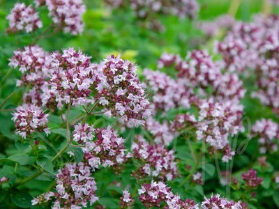 5000 Samen OREGANO Origanum vulgare Wilder Majoran Dostenkraut Dorst Echter Dost - Bild 1 von 4
