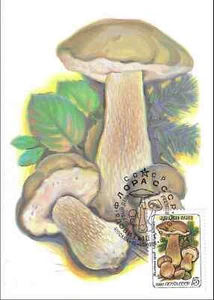 Gall Boletus Mushroom Tylopilus Felleus Russia Mint FDC Maxi Card 1986 - Picture 1 of 1