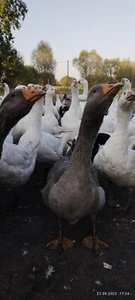 Gęsi Garbonose - Zdjęcie 1 z 2