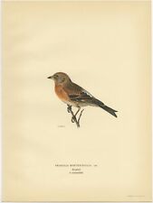 Antique Bird Print of a male brambling by Von Wright (1927)