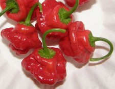 50 Semi Peperoncino piccante Varietà: Jamaican hot Pepper seeds grain korn seed