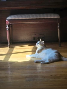 2025 Orange White Cat Sunbathing Photograph Wooden Floor Piano 8.5x11 Pet Photo - Picture 1 of 1