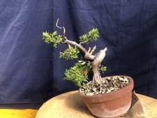 Pre-bonsai Shohin di Ginepro Kishu