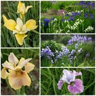 Iris sibirica  - Siberian Iris Mixed - 3 Different Iris - Cottage Garden Plant