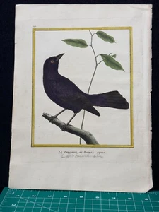 1770's François Nicolas Martinet Bird Engraving Le Tangavio Watermarked Paper - Picture 1 of 9