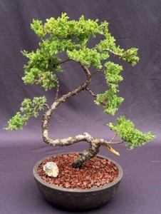 Juniper Bonsai Tree Live Plant Jin Style Evergreen Zen Garden 16" H Potted - Picture 1 of 2