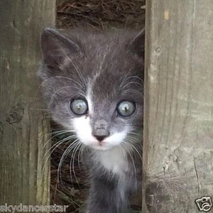 SPONSOR RESCUED MR.BUFF FERAL CAT KITTEN  RESCUE FOOD VET Rec COLOR PHOTO   - Picture 1 of 2